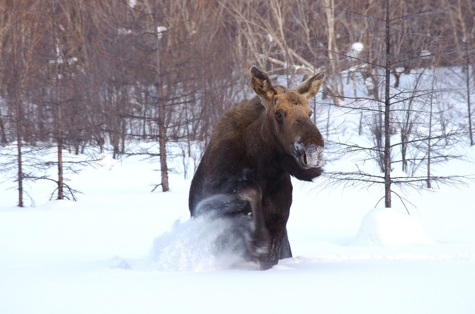 В Нижегородской области пересчитают диких животных