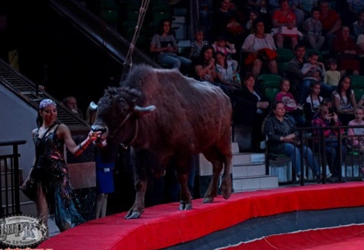 "У нас бизоны танцуют вальс": интервью с нижегородской дрессировщицей