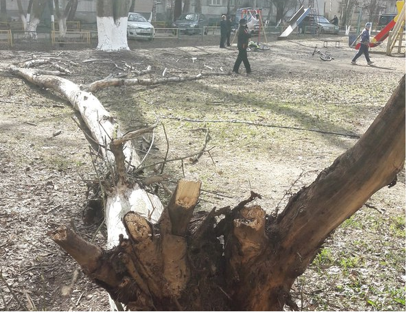 Огромное дерево рухнуло на детскую площадку в Ленинском районе