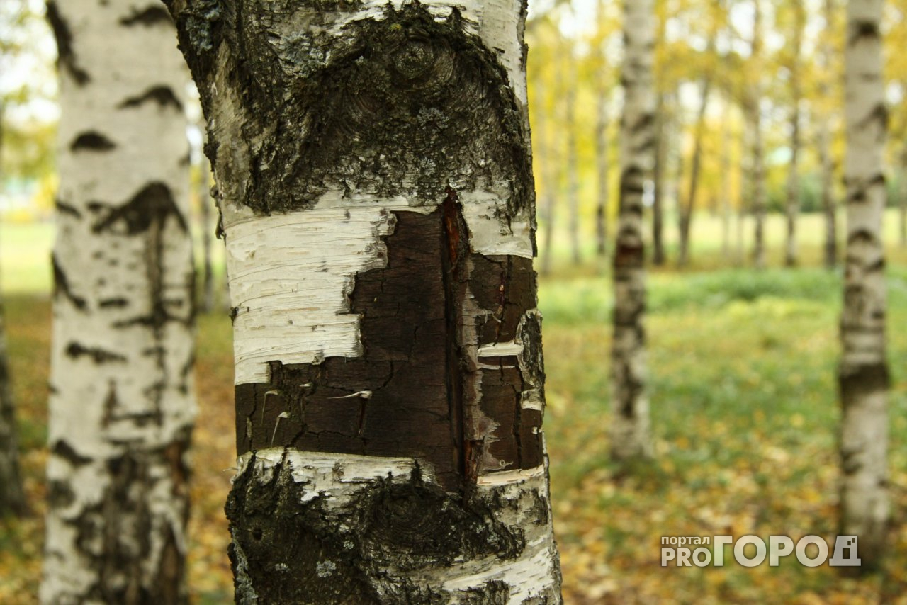 В Нижнем Новгороде больше пяти тысяч деревьев признаны аварийными