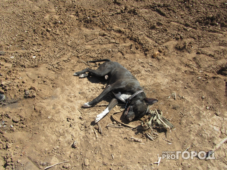 В Дзержинске догхантеры под видом властей травили животных