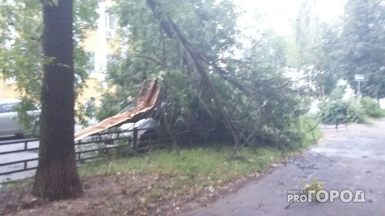 Аварийные деревья вырубили вдоль нижегородских дорог