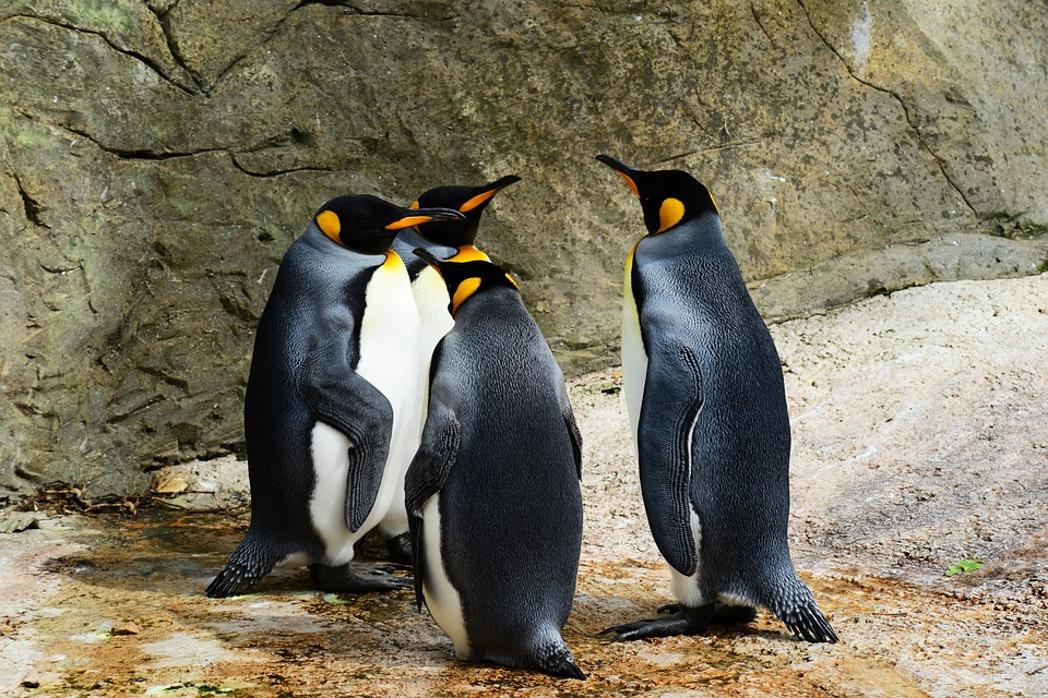 Нижегородский зоопарк выиграл грант на строительство пингвинария‍