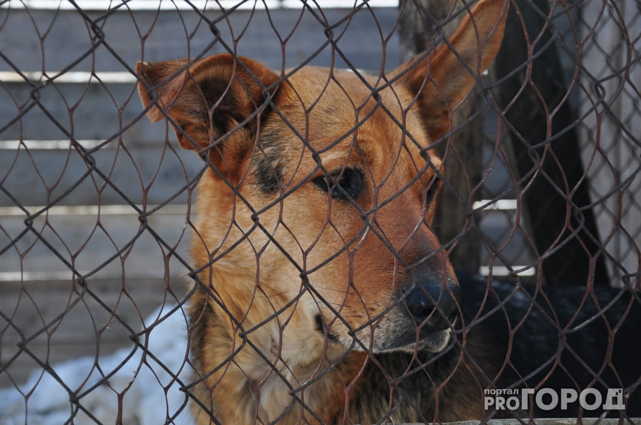 "Собаки едят друг друга": в Семеновском районе в приюте животные содержатся в ужасных условиях (ФОТО, ВИДЕО)
