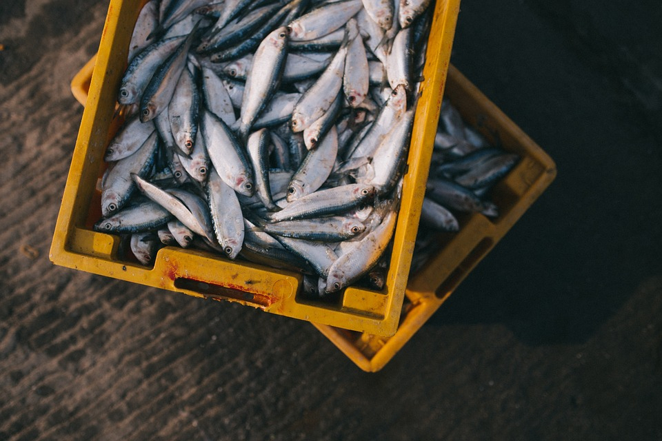 Цены на свежемороженную рыбу снизились в Нижегородской области