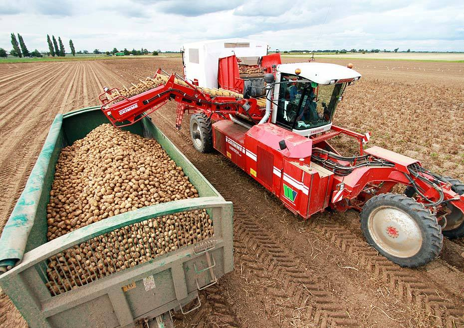 Нижегородские аграрии собрали почти 900 тысяч тонн картофеля