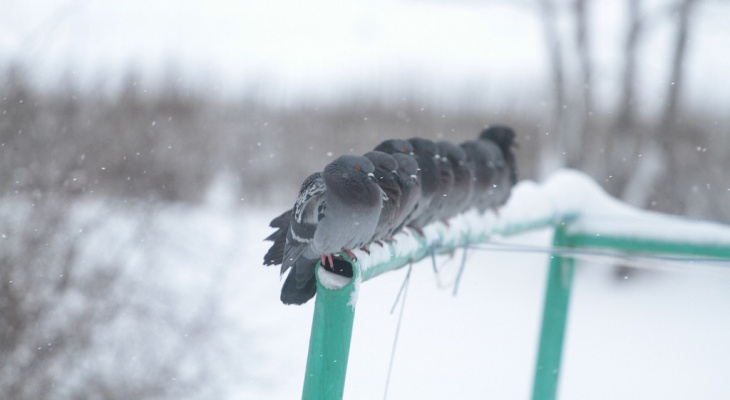 Прогноз погоды: заморозки и снег пришли в Нижегородскую область