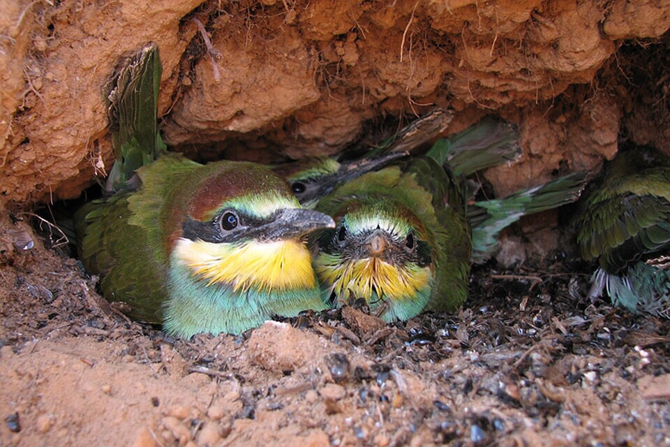 Нижегородскому орнитологу удалось сфотографировать птиц, занесенных в Красную книгу, в норе под землей