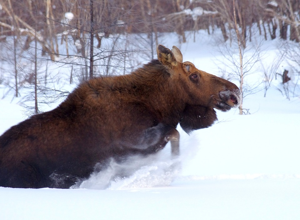 Охота на лосей в Нижегородской области запрещена с 16 января