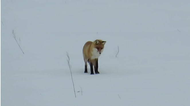 Нижегородец снял на видео охоту лисицы на мышей в Балахне