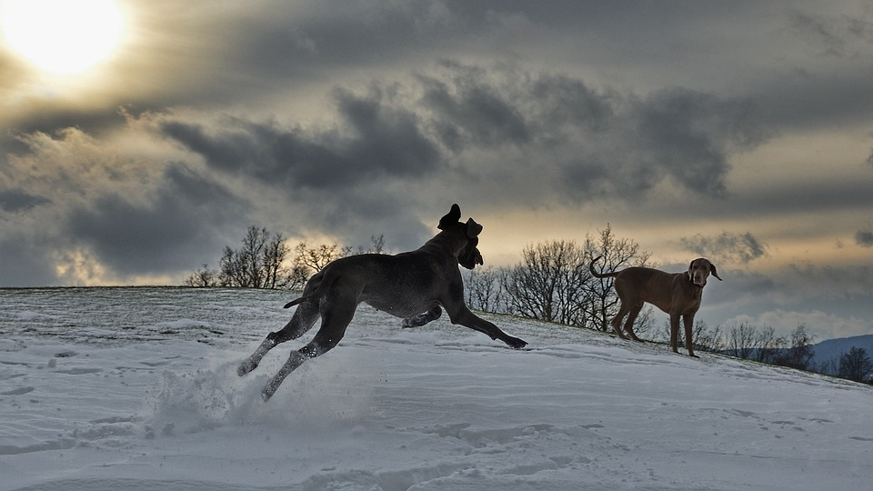 Собаки и их хозяева сцепились в Нижнем Новгороде