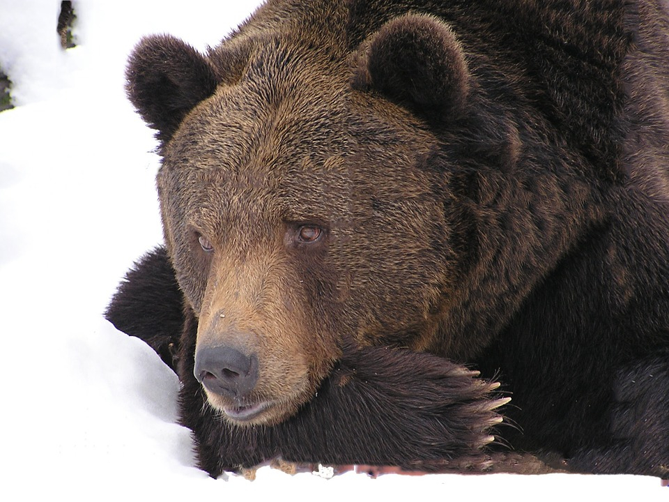 Медведь гулял у КПП на въезде в Саров (ВИДЕО)