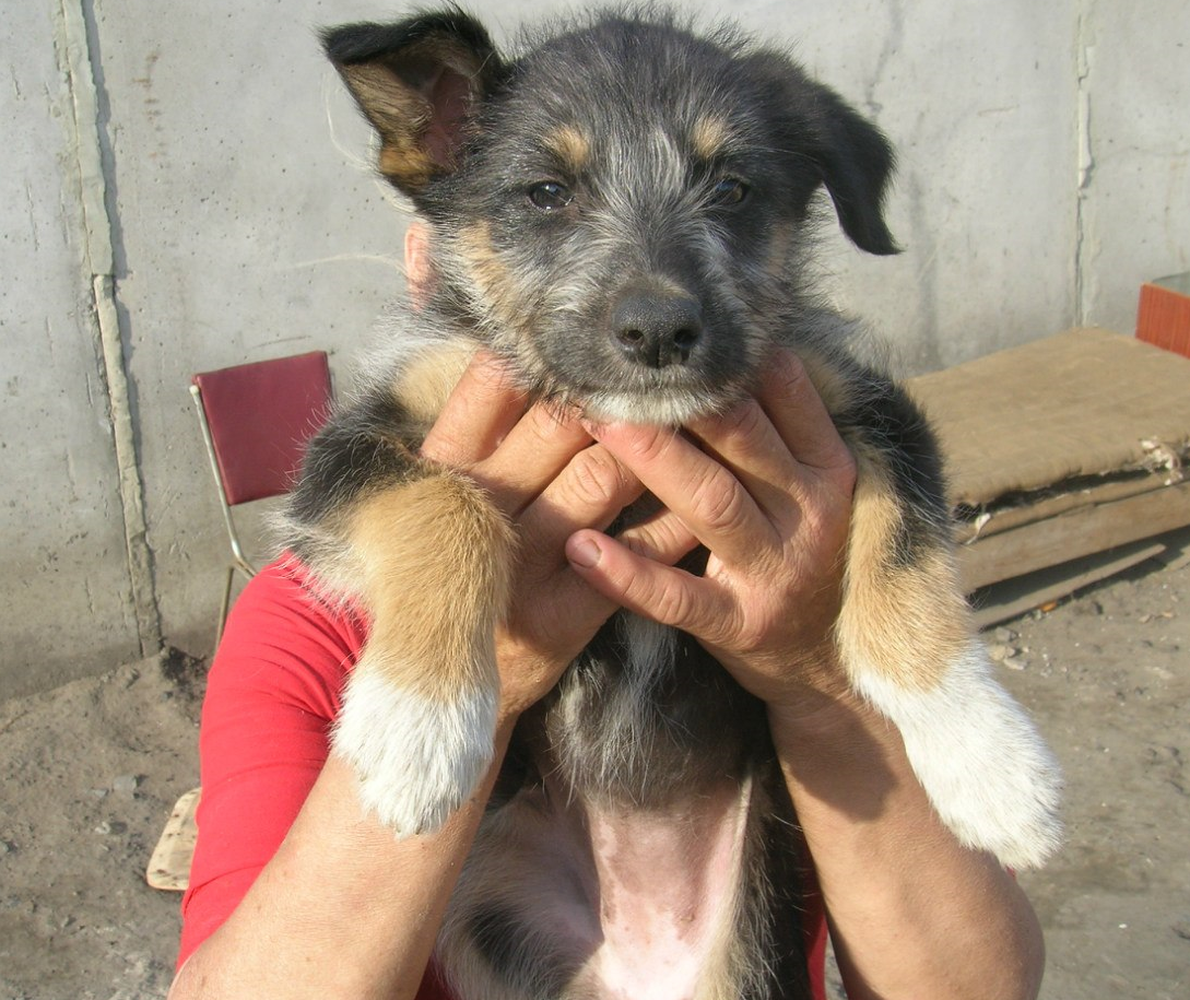 Увиденное повергло в шок: нижегородку обвиняют в ужасном содержании собак