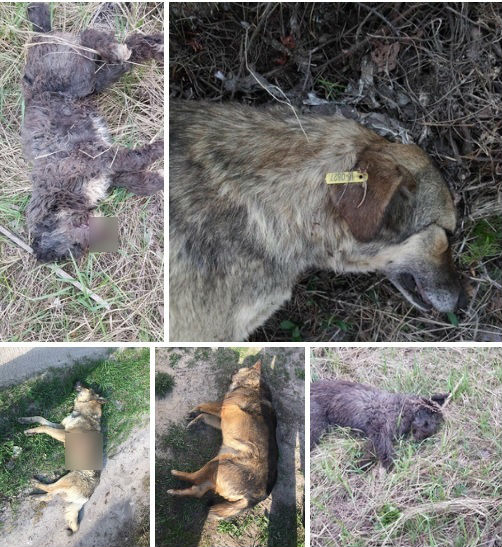 На глазах у дачников из ружья расстреляли собак в Дзержинске