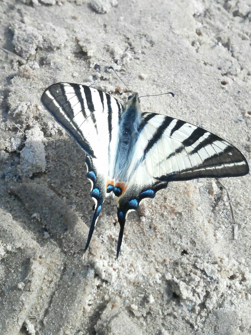 Редчайшую бабочку обнаружили на реке Керженец в Лысково (ФОТО)