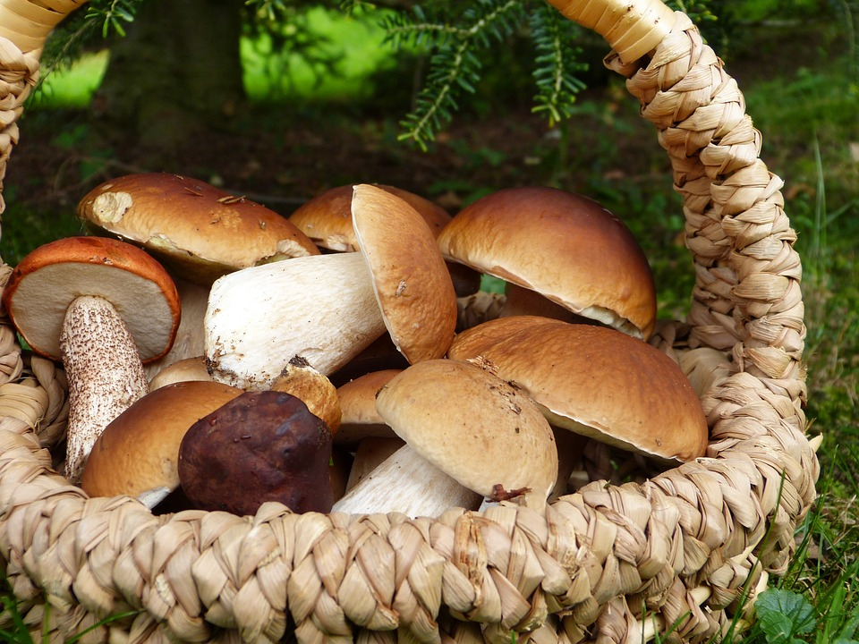 Тихая охота: как безопасно собирать и готовить грибы