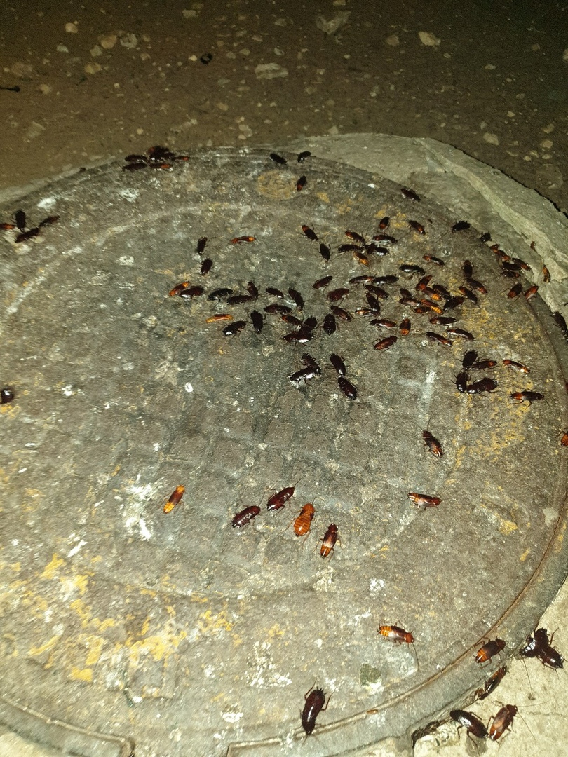 Нашествие усатых: Тараканы заполонили два дома в Дзержинске (ФОТО, ВИДЕО)