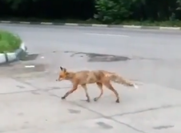 Дикая лисица бегает по Нижнему Новгороду (ВИДЕО)