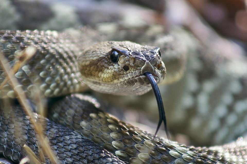 Что делать, если укусила змея: первая помощь и опасные ошибки