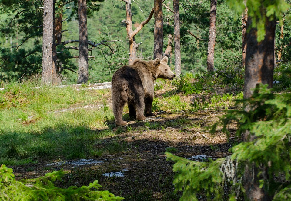 Нижегородец встретил медведя у озера в лесу (ФОТО)