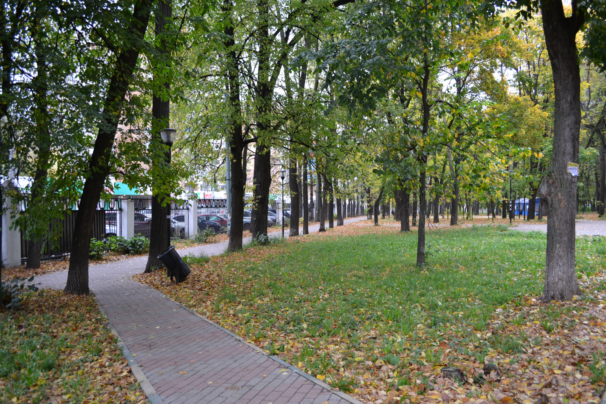 Танцплощадка, селфи-зона и аллея любви появятся в «Зеленом парке» в Павлове