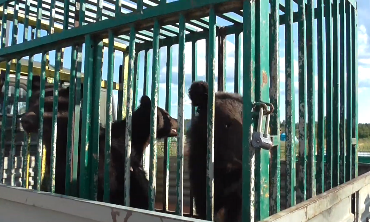 Медвежат из зоопарка «Мишутка» выпустят в Керженский заповедник (ВИДЕО)
