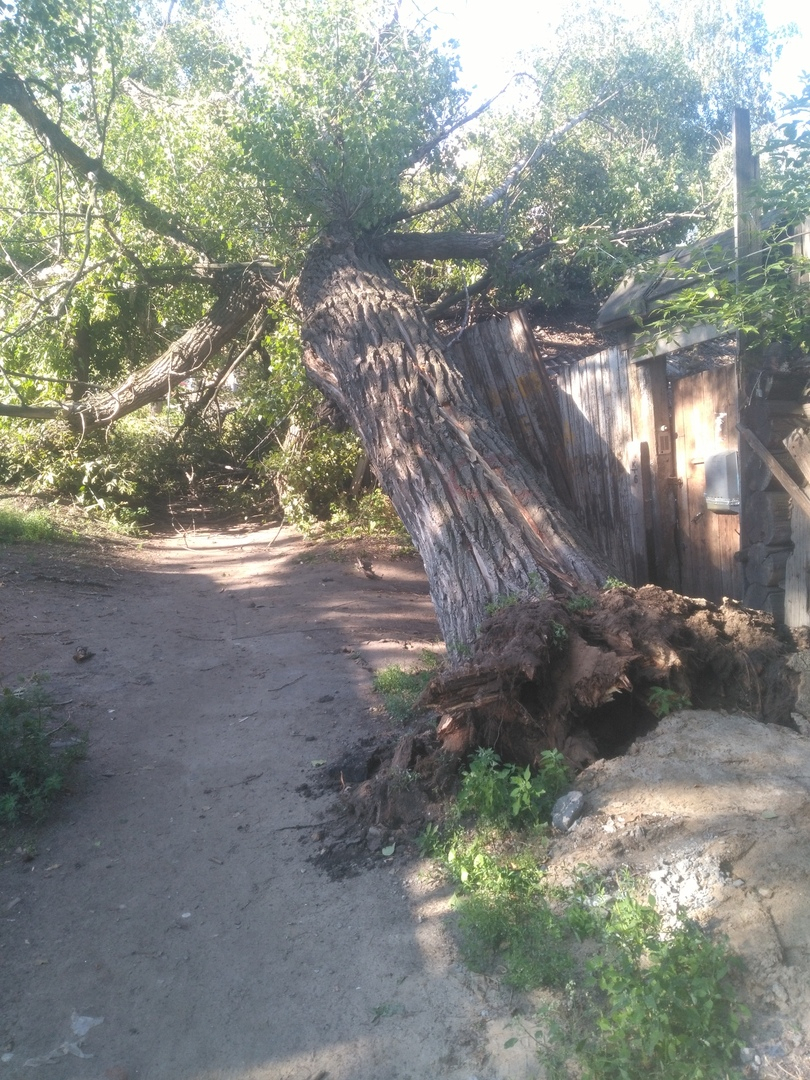 Огромное дерево упало на дорогу и дом в центре Нижнего Новгорода (ФОТО)