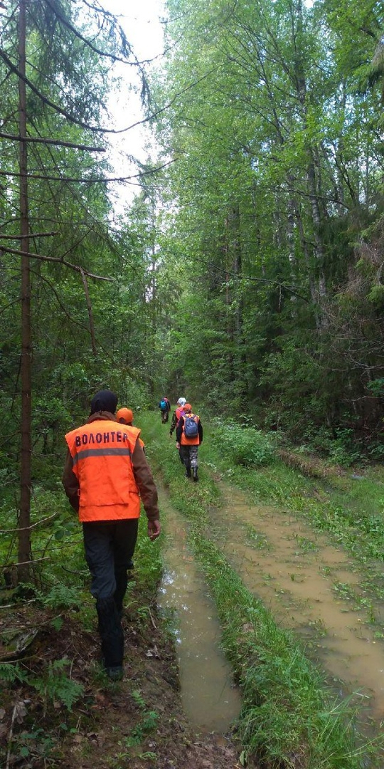 Стала известна судьба грибников, пропавших в лесах Нижегородской области на прошлой неделе