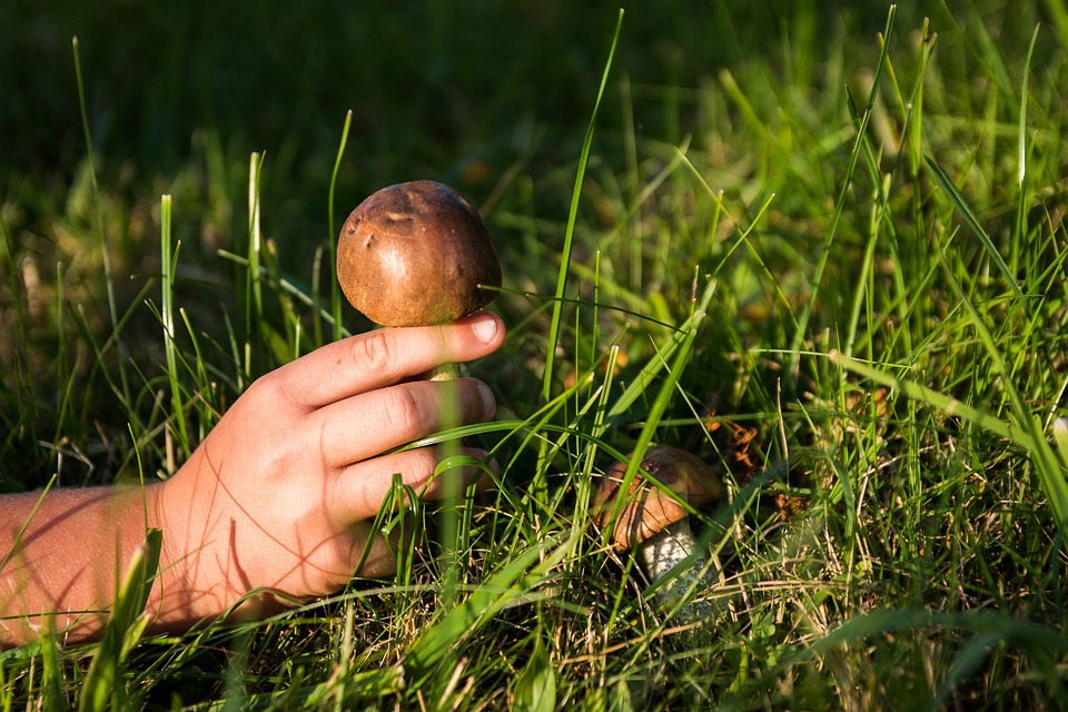 Не всякий гриб в кузов кладут: семь убийственных способов отравиться грибами