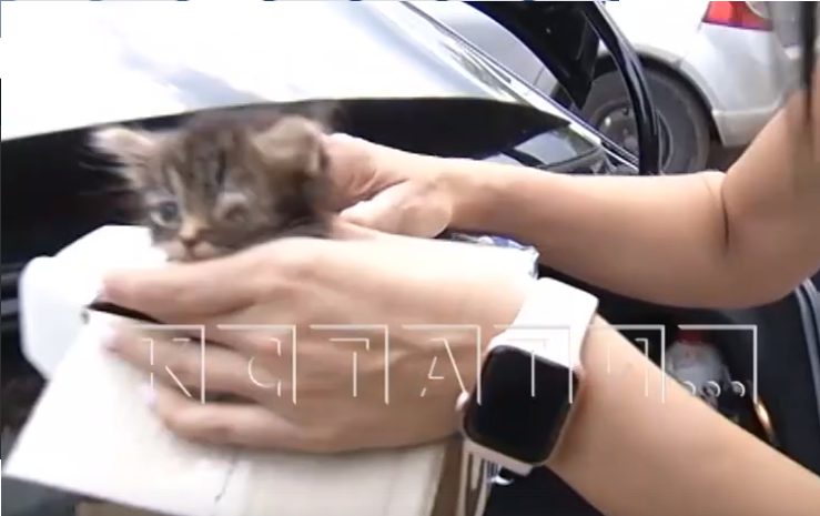 Фабрика смерти: трупы котят заполнили приют для животных в Выксе (ВИДЕО)