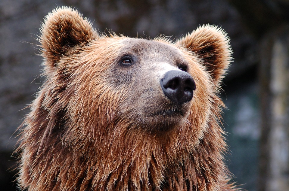Сезон охоты на медведя открыт в Нижегородской области