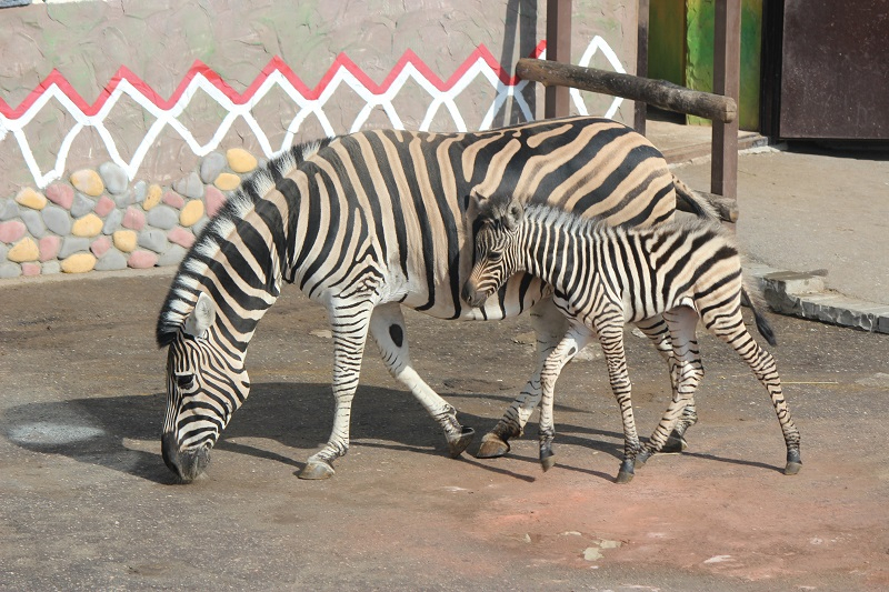 Детеныш зебры родился в «Лимпопо»: нижегородцам предлагают выбрать имя