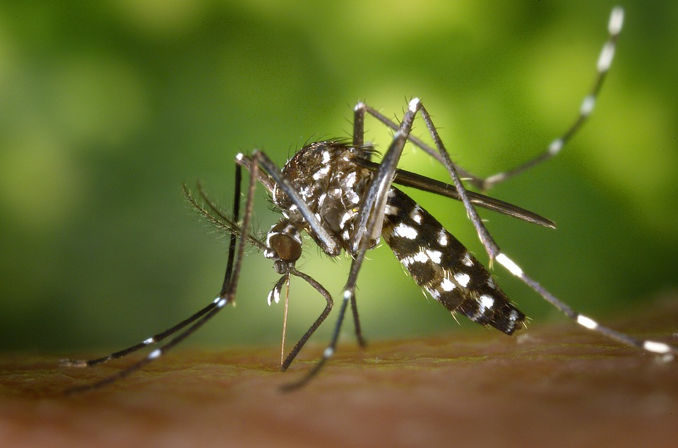 Комары принесли смертельные тропические лихорадки в Россию