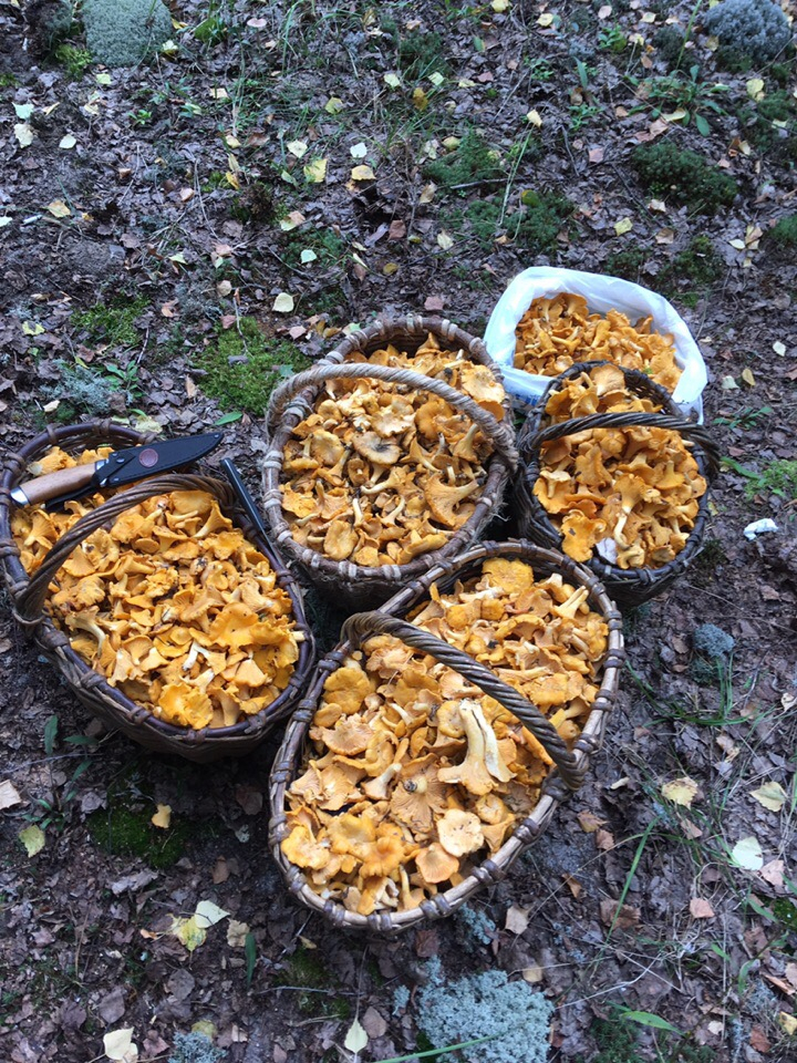 Как не пропасть в лесу: в Нижегородской области пошла вторая волна грибов