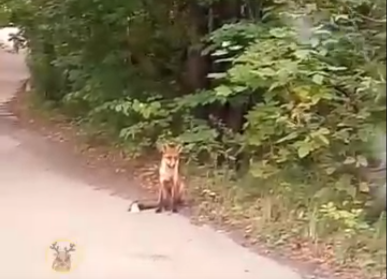 Дикая лисица поселилась у парка «Швейцария» в Нижнем Новгороде (ВИДЕО)