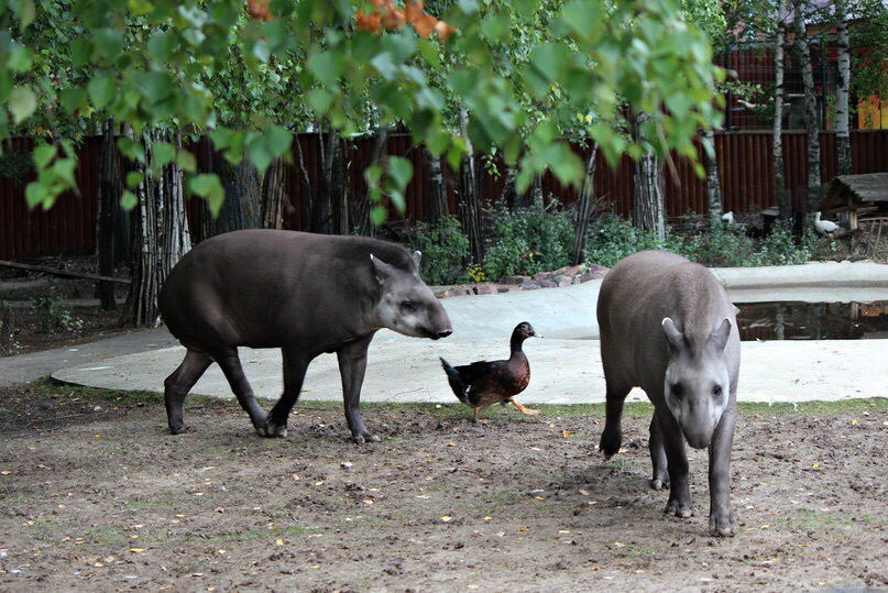 Отвергнутая сородичами утка возглавила семью тапиров в зоопарке «Лимпопо» (ФОТО, ВИДЕО)