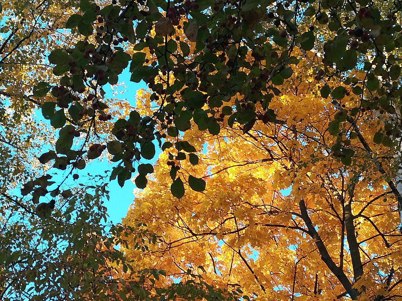 Золотая осень: пасмурные и теплые выходные ждут нижегородцев