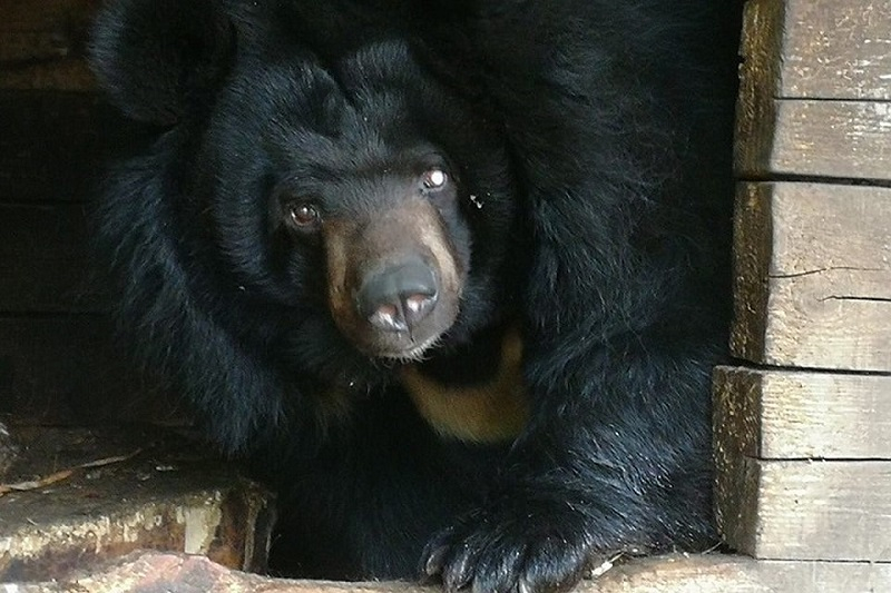 Одноглазая медведица переедет из зоопарка «Мишутка» в «Лимпопо»