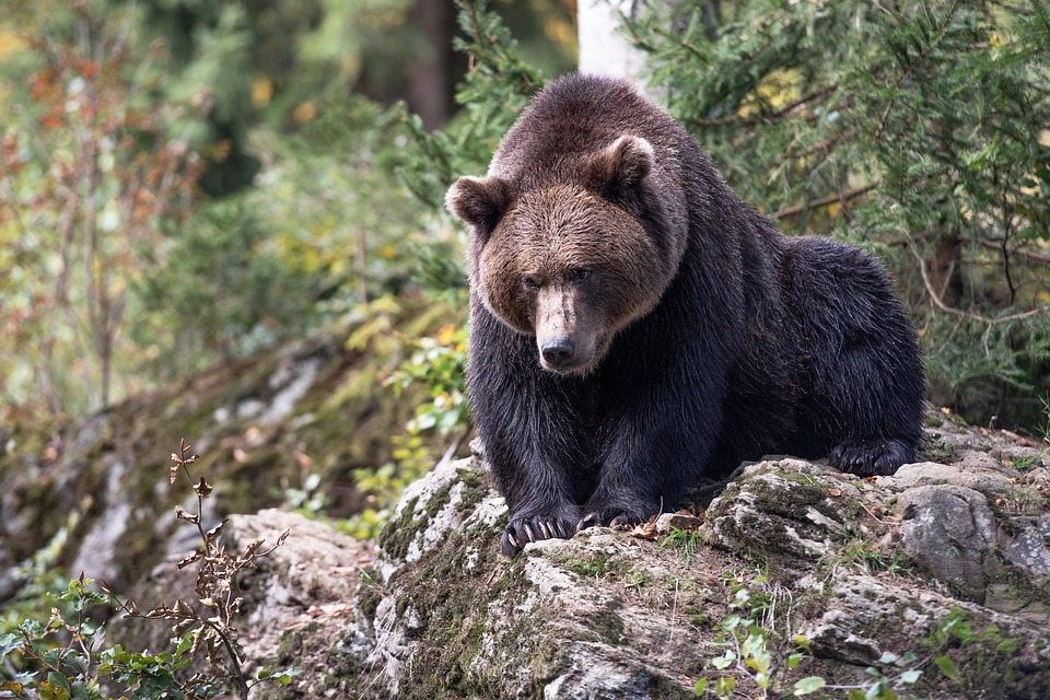 Местные жители столкнулись с медведем у профилактория в Сарове