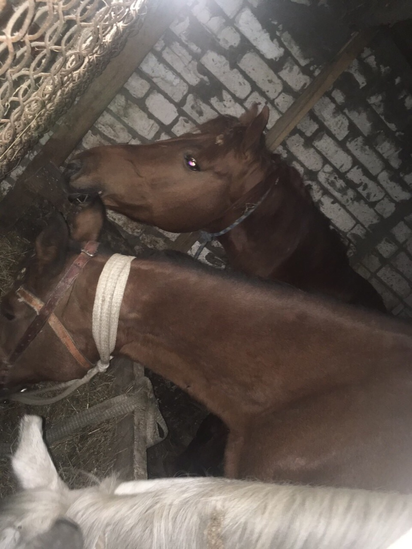 Украденных в Арзамасе лошадей нашли за 100 километров от дома