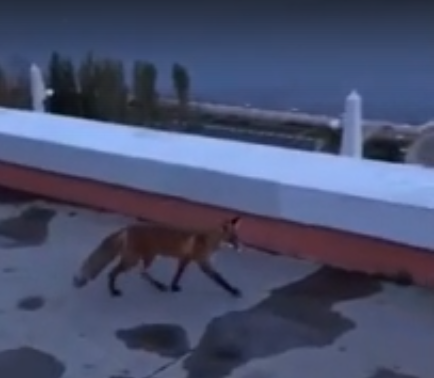 Бесстрашная лиса гуляла по Чкаловской лестнице в Нижнем Новгороде (ВИДЕО)