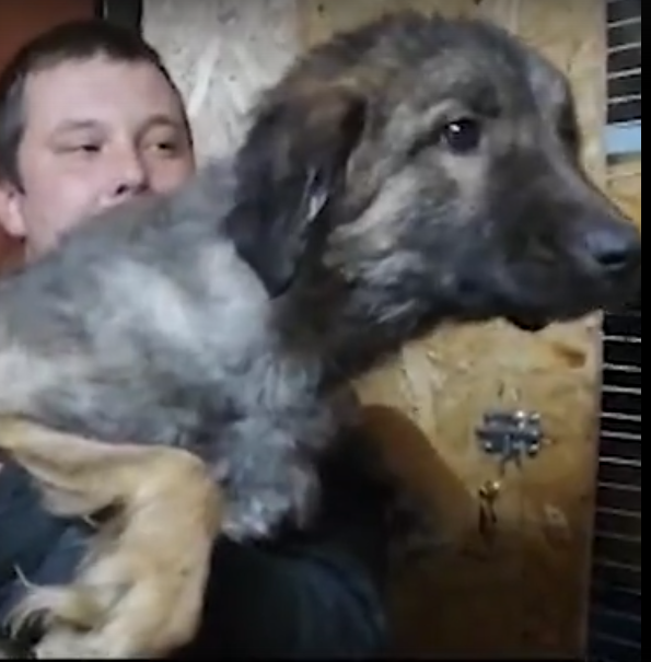 Отрубленные лапы и хвост: хозяин дома с иконами в Нижнем Новгороде избавился от собак, проведя обряд (ВИДЕО)