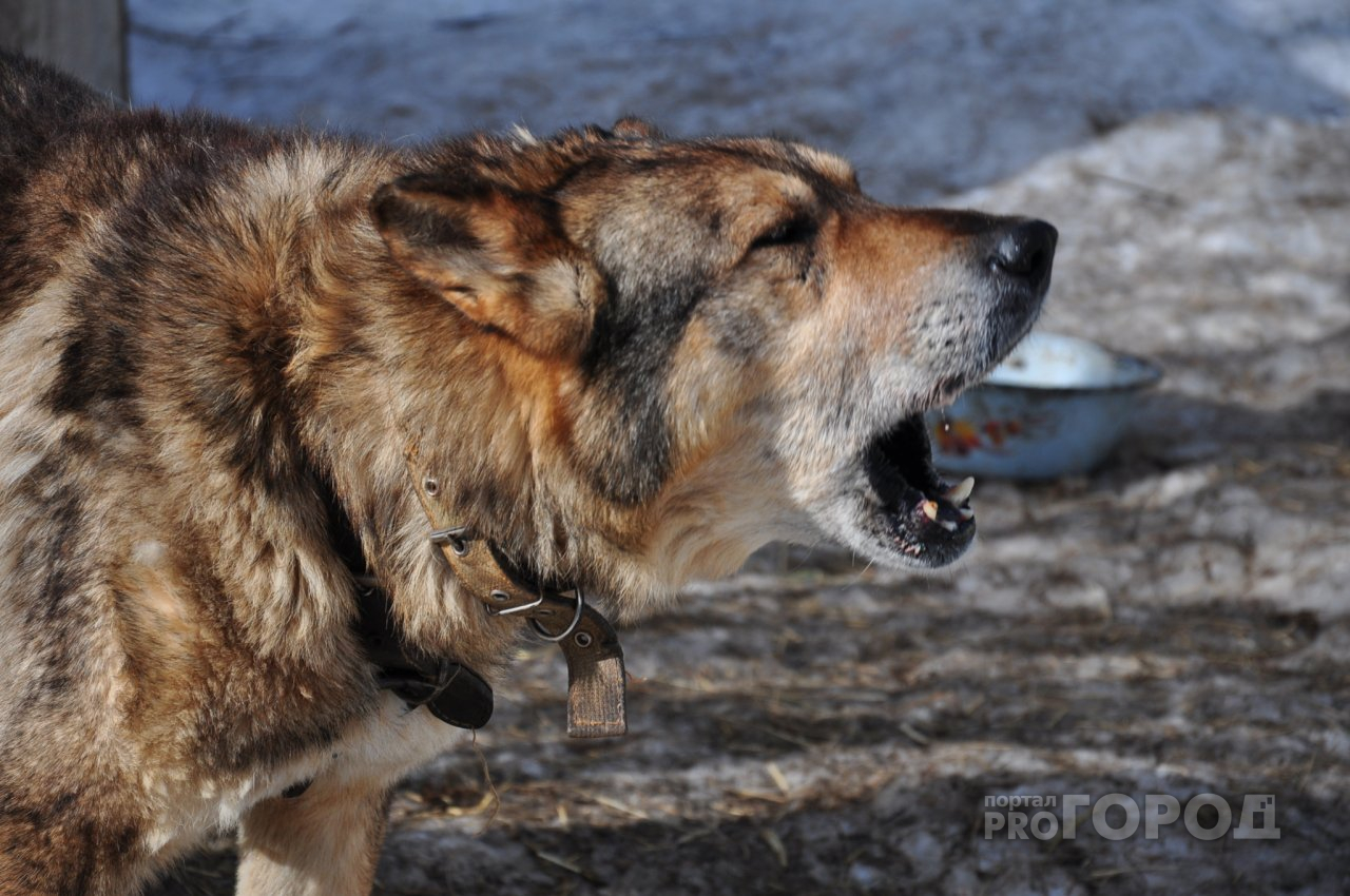 Бесплатный проект в Нижнем Новгороде: хотите узнать, опасна ли ваша собака?