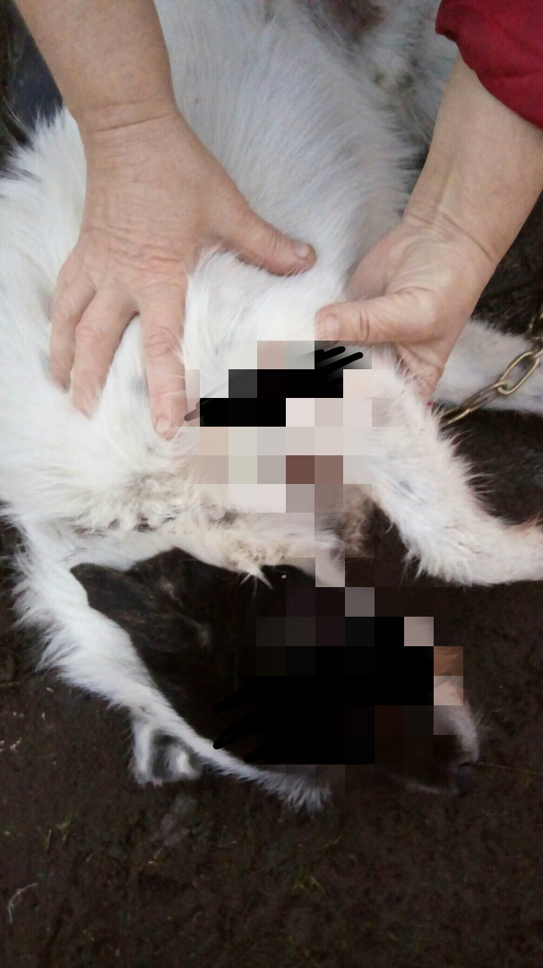 Айболит уже не тот: ветеринар расстрелял собак в Семеновском районе