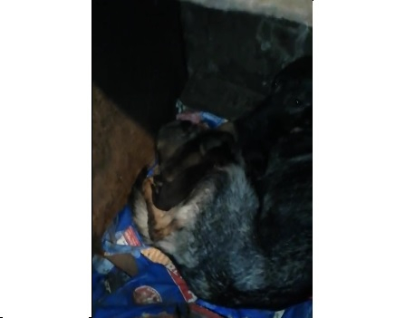 Еще один концлагерь с собаками обнаружили волонтеры в Нижегородской области (ФОТО, ВИДЕО)