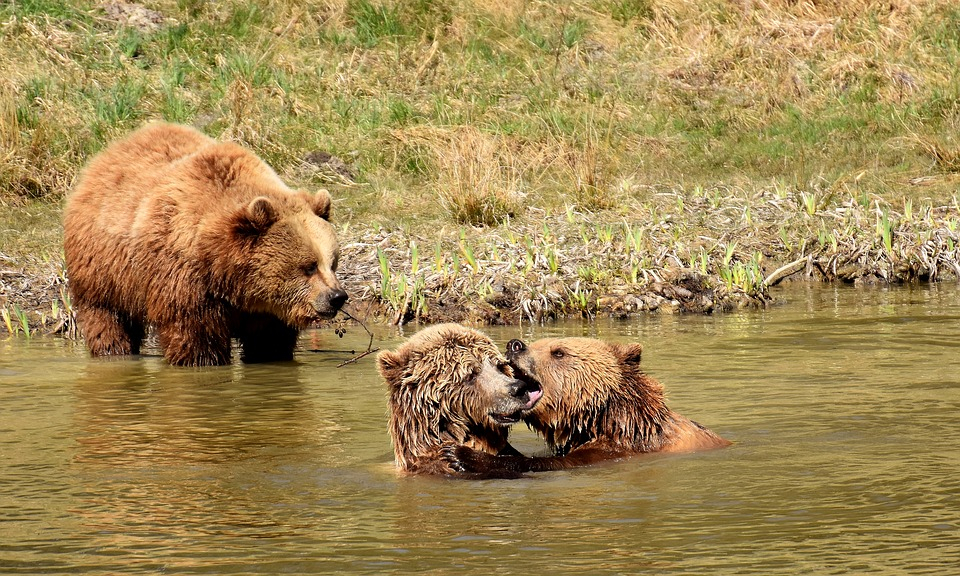 Сезон охоты на медведя закрывается в Нижегородской области