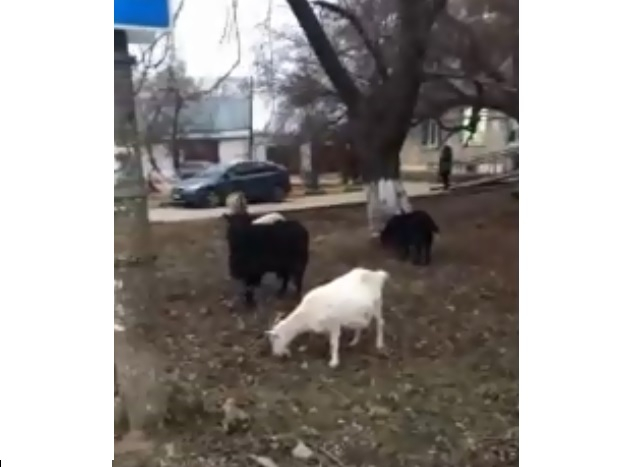 «На людей не бросаются и сами дорогу переходят»: нижегородцев удивили козы, гуляющие в городе (ВИДЕО)