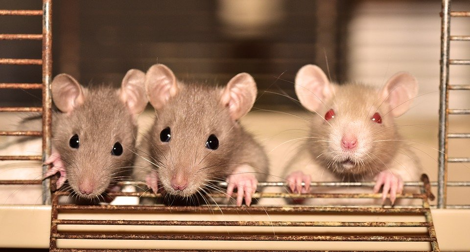 Грызун особого назначения: ученые из ННГУ имени Лобачевского рассказали о важности крыс и мышей