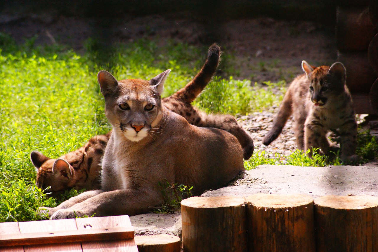 Милыми фотографиями котят пумы и ягуара поделился нижегородский зоопарк