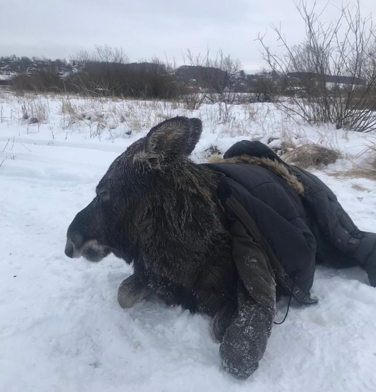 Нижегородцы спасли лосиху, провалившуюся под лед на Волге в Кстовском районе (ФОТО, ВИДЕО)